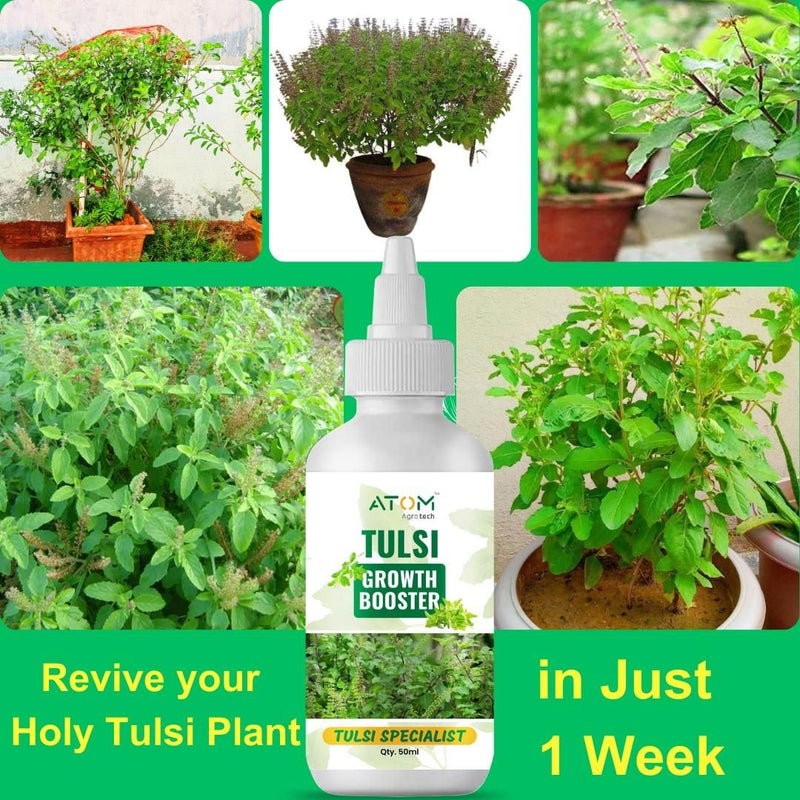 Tulsi Growth Booster Pack of 2